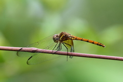 Dythemis rufinervis