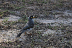 Manorina melanocephala