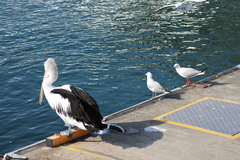 Pelecanus conspicillatus