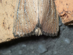 Ichneutica blenheimensis