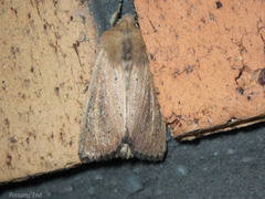 Ichneutica blenheimensis