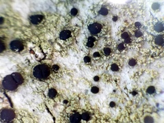 Pyrrhospora quernea