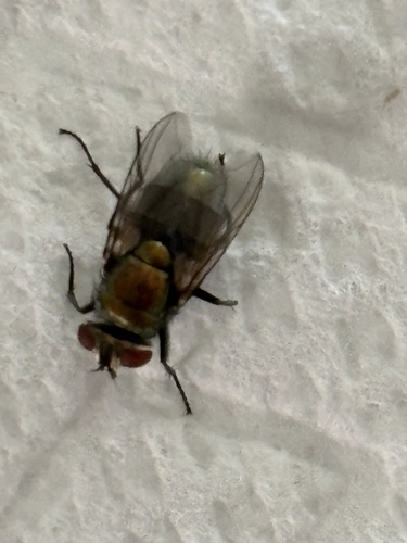 Unknown species found near E Tesla Ave, Mesa, AZ, US