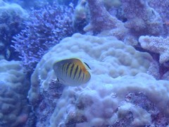 Chaetodon pelewensis
