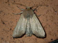 Ichneutica blenheimensis