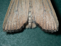 Ichneutica blenheimensis