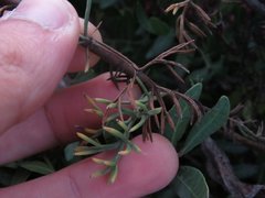 Artemisia campestris maritima