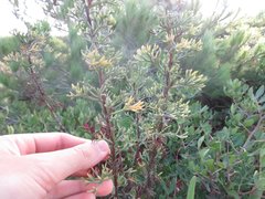Artemisia campestris maritima