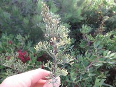 Artemisia campestris maritima