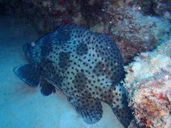 Chromileptes altivelis