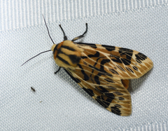 Hypercompe nemophila