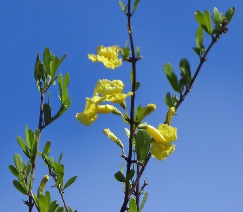 Tabebuia nodosa, photograph 4