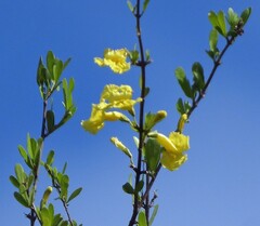 Tabebuia nodosa, photograph author not stated, no rights reserved