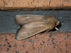 Ichneutica blenheimensis