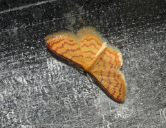 Idaea similinea