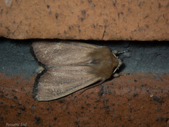 Ichneutica blenheimensis