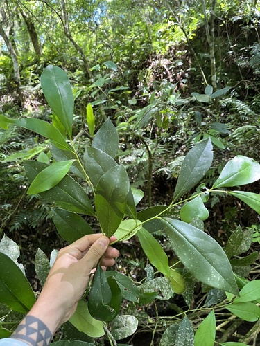 Citronella paniculata (Citronella paniculata)