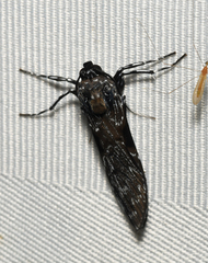 Hyaleucerea gigantea