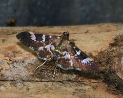 Nomophilini
