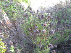 Thymus carnosus