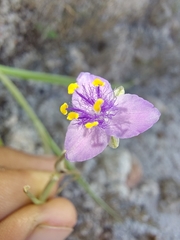 (c) Abraham Sánchez Romero, some rights reserved (CC BY) Gibasis linearis, photograph (c) Abraham Sánchez Romero, some rights reserved (CC BY)