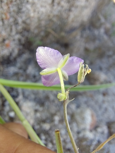 Gibasis linearis, photograph 4