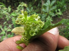 Cestrum tomentosum