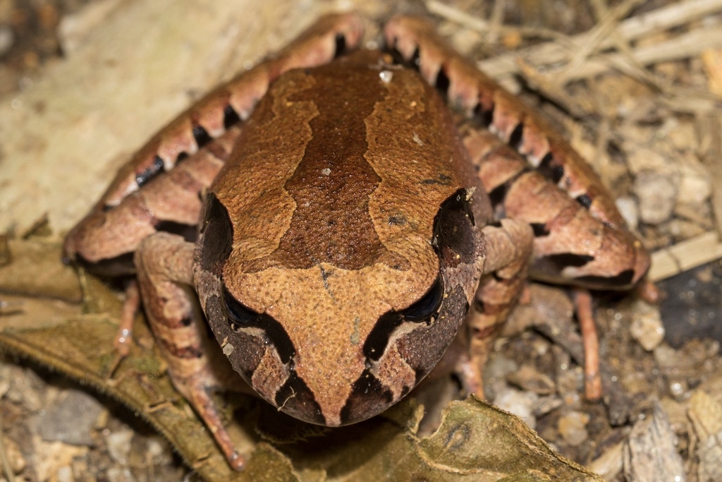 Carbine Frog