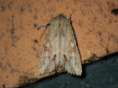 Ichneutica mollis