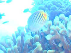 Chaetodon pelewensis