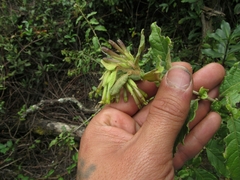 Cestrum tomentosum