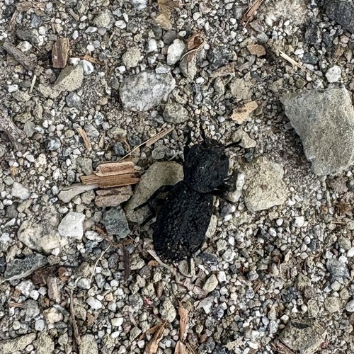 iNaturalist observation photo of Diabolical Ironclad Beetle
