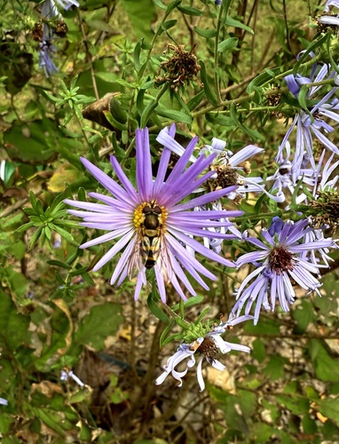 Unknown species found near Nighbert Ln, Knoxville, TN, US