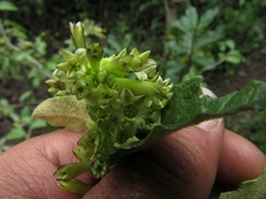 Cestrum tomentosum