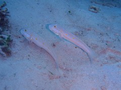 Valenciennea puellaris