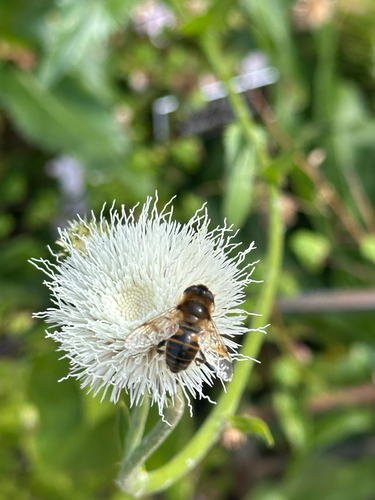 Unknown species found near Glenallan Ave, Silver Spring, MD, US