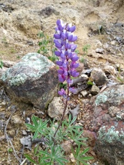 Lupinus montanus