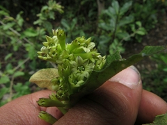 Cestrum tomentosum