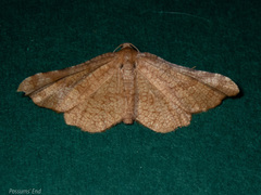Morova subfasciata