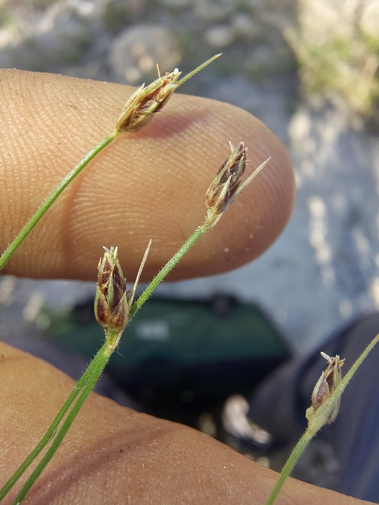 Bulbostylis arcuata