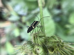 Hypselonotus linea