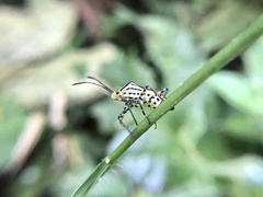 Hypselonotus linea