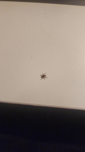 Unknown species found near West Mountain, Ridgefield, CT 06877, USA
