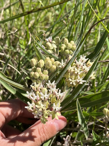 Asclepias mellodora