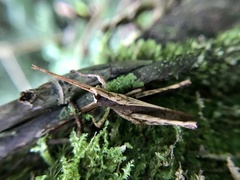 Phaeoparia depressicornis
