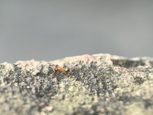 网纹切胸蚁Temnothorax reticulatus