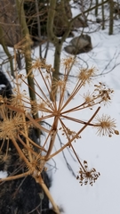 Lomatium dissectum