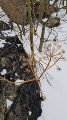 Lomatium dissectum