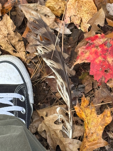 View observation of {o.common_name} on iNaturalist