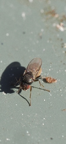 Unknown species found near Sheep Farm Rd, Weybridge, VT, US